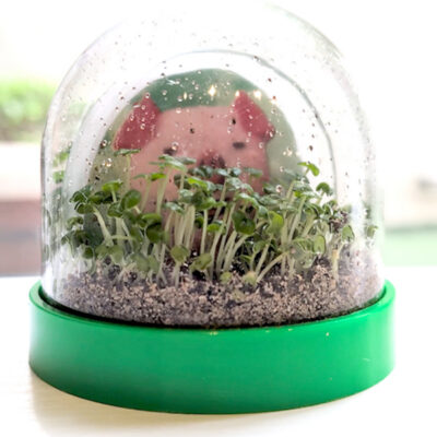 video-stmpfd-tutorial photo forest grow dome STEAM Craft Kit