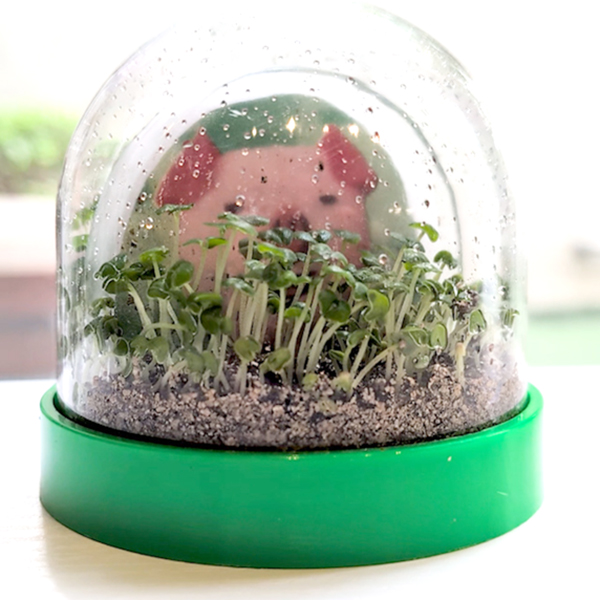 video-stmpfd-tutorial photo forest grow dome STEAM Craft Kit